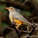 African Bare-eyed Thrush - Photo (c) Markus  Lilje, some rights reserved (CC BY-NC-ND), uploaded by markus lilje