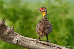 Pternistis leucoscepus