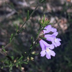 Prostanthera saxicola