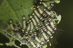 Dysschema leucophaea