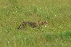 Leptailurus serval