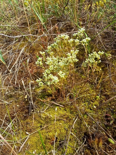 Perennial Knawel