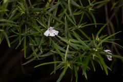 Westringia blakeana
