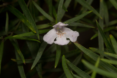 Westringia blakeana