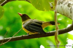 Oriolus chlorocephalus