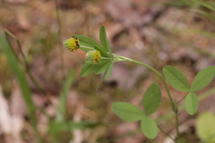 Trifolium spadiceum
