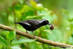 Nigrita canicapillus