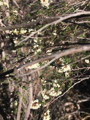 Cryptandra lanosiflora