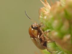 Cryptocephalus fulvus