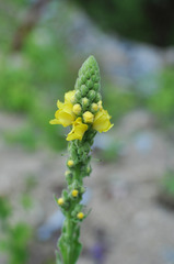 Verbascum thapsus