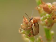 Cryptocephalus fulvus