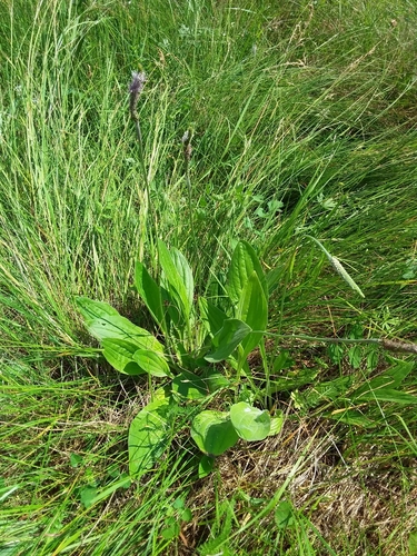 Hoary Plantain
