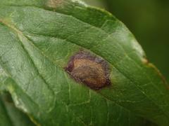 Sphaerulina cornicola