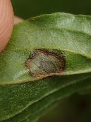 Sphaerulina cornicola