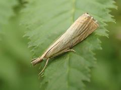 Chrysoteuchia culmella