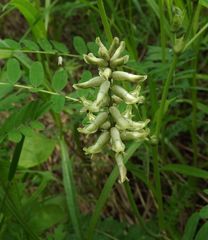 Astragalus schelichowii