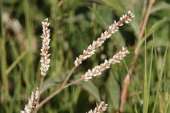 Persicaria attenuata