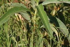 Persicaria attenuata
