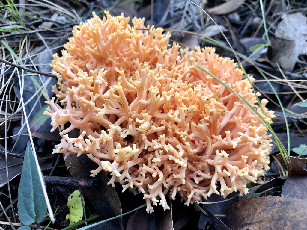 Ramaria anziana