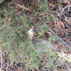 Leucopogon affinis