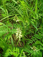 Astragalus schelichowii