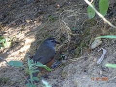 Montecincla fairbanki