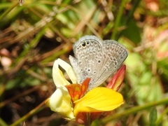 Hemiargus