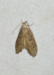 Aphomia terrenella