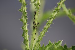 Metopeurum fuscoviride