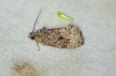 Gymnandrosoma punctidiscanum
