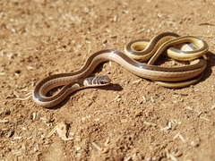 Psammophis angolensis