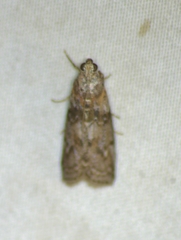 Sciota subcaesiella