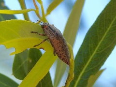Poecilonota salixi
