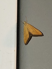 Xanthophysa psychicalis