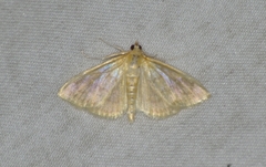 Crocidophora tuberculalis