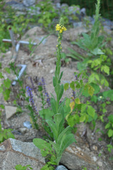 Verbascum thapsus