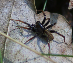 Hygrolycosa rubrofasciata