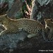 Leopardo Africano - Photo (c) Markus  Lilje, algunos derechos reservados (CC BY-NC-ND), uploaded by markus lilje