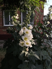Alcea rosea