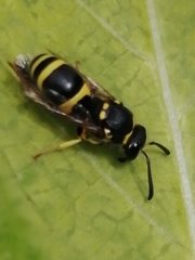 Ancistrocerus biphaleratus