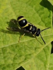 Ancistrocerus biphaleratus