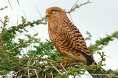 Falco rupicoloides