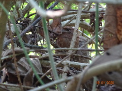 Batrachostomus moniliger