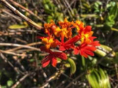 Epidendrum fulgens