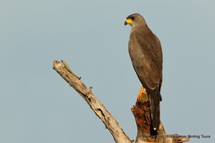 Melierax poliopterus