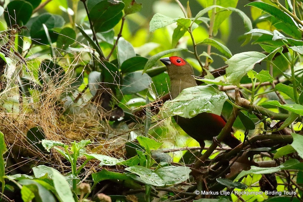Red-faced Crimsonwing photo