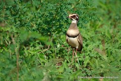 Rhinoptilus chalcopterus