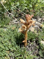 Orobanche teucrii