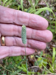 Phleum bertolonii