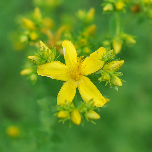Hypericum perforatum